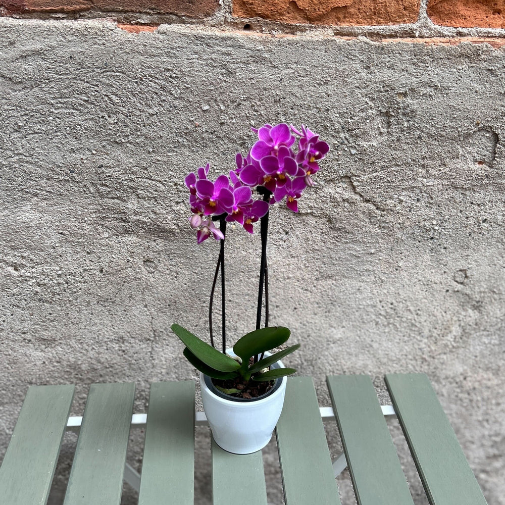 Miniature Orchid Planter