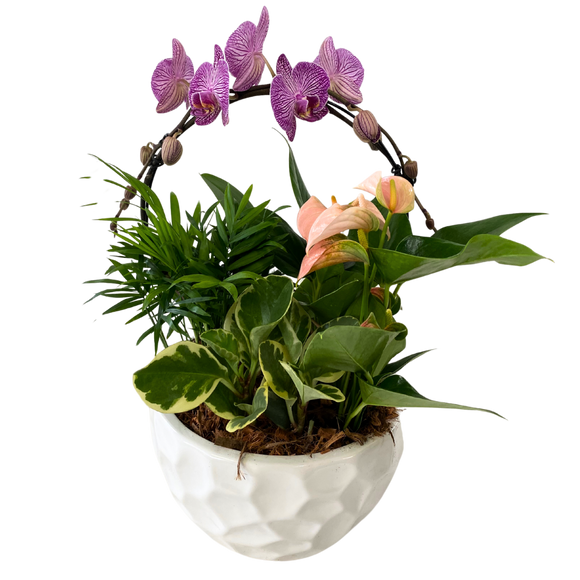 Infinity Orchid and Tropicals Planter