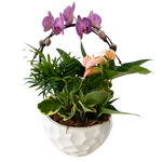 Infinity Orchid and Tropicals Planter