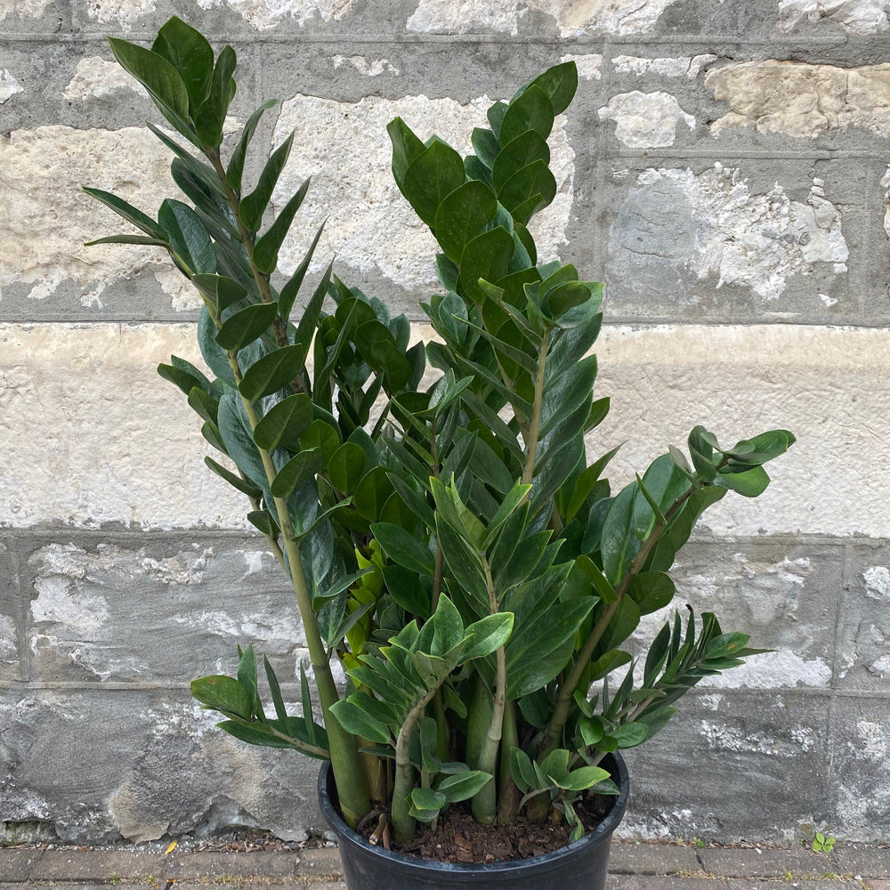 14" Zamioculcas Zamiifolia (The ZZ Plant)