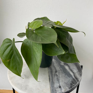 4" Heart Leaf Philodendron (Philodendron Cordatum)