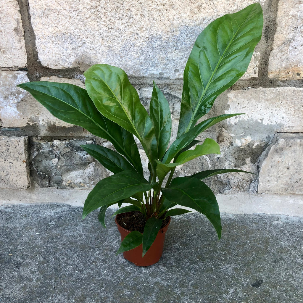 anthurium ellipticum jungle bush 5" Anthurium 'Jungle King' – Sunday Blooms