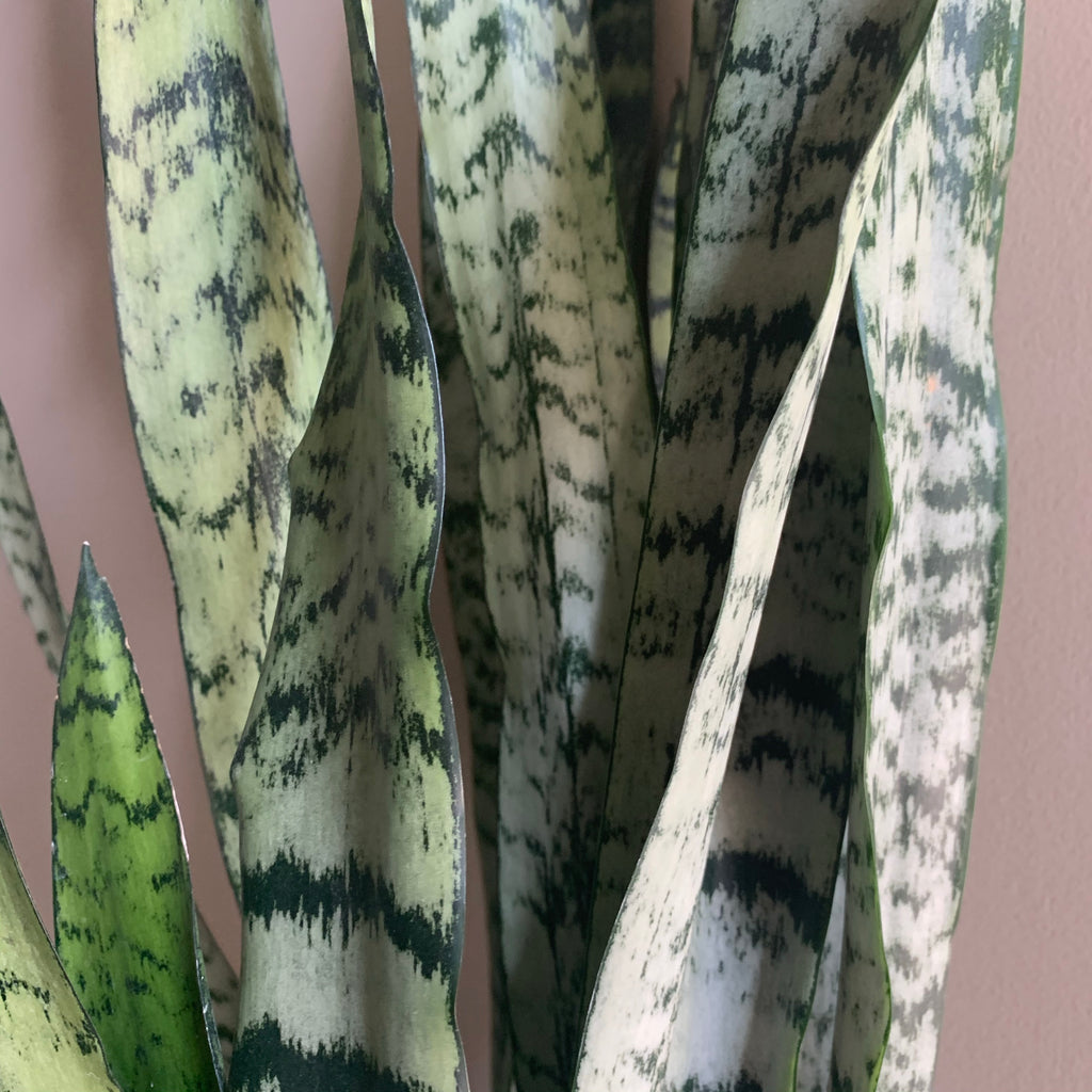 snake plant white spots 8" Snake Plant Zeylanica – Sunday Blooms