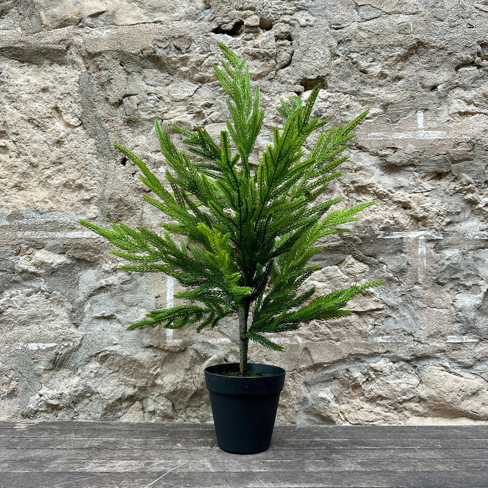 Everlasting Norfolk Pine Tree