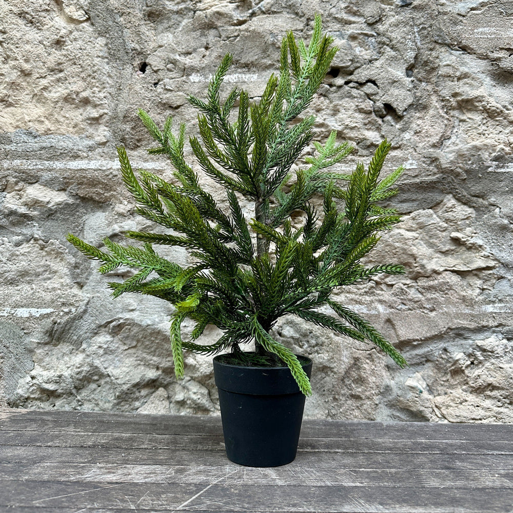 Everlasting Norfolk Pine Tree