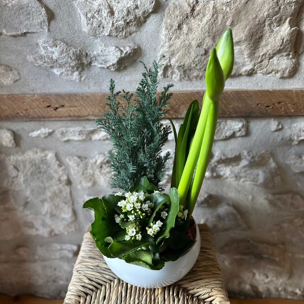 Holiday Amaryllis Planter