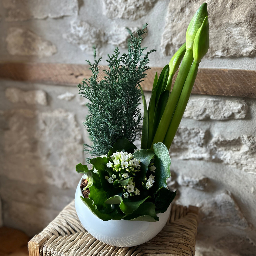 Holiday Amaryllis Planter