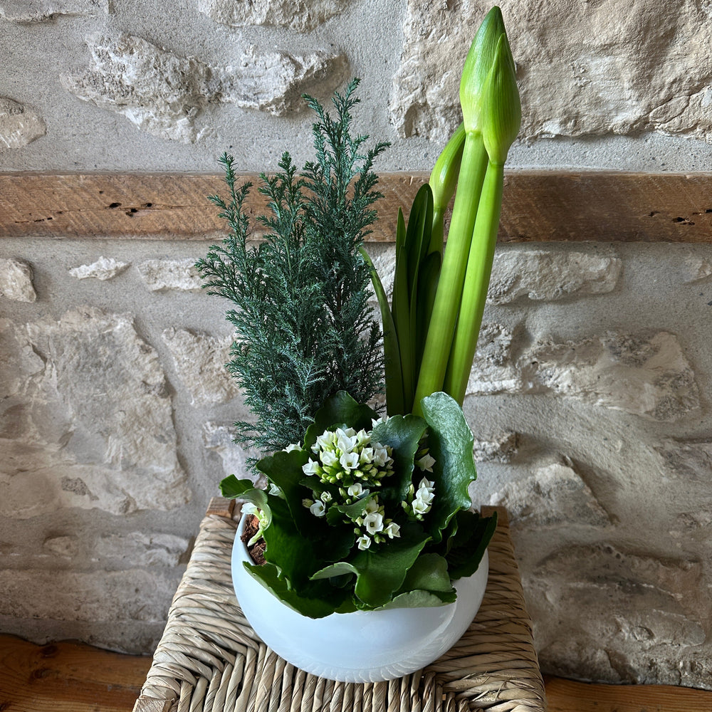 Holiday Amaryllis Planter