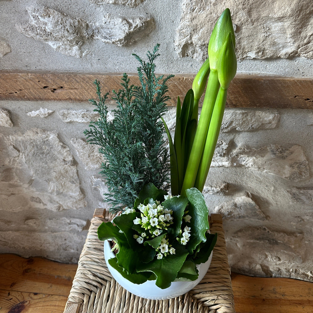 Holiday Amaryllis Planter