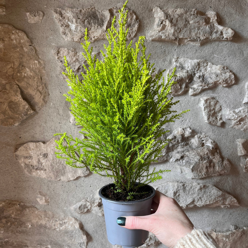 4" Lemon Cypress Tree