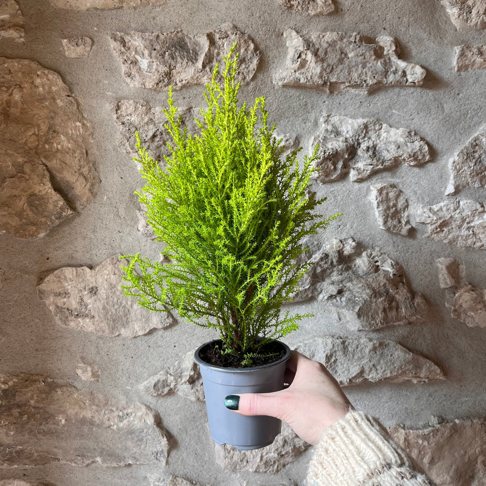 4" Lemon Cypress Tree