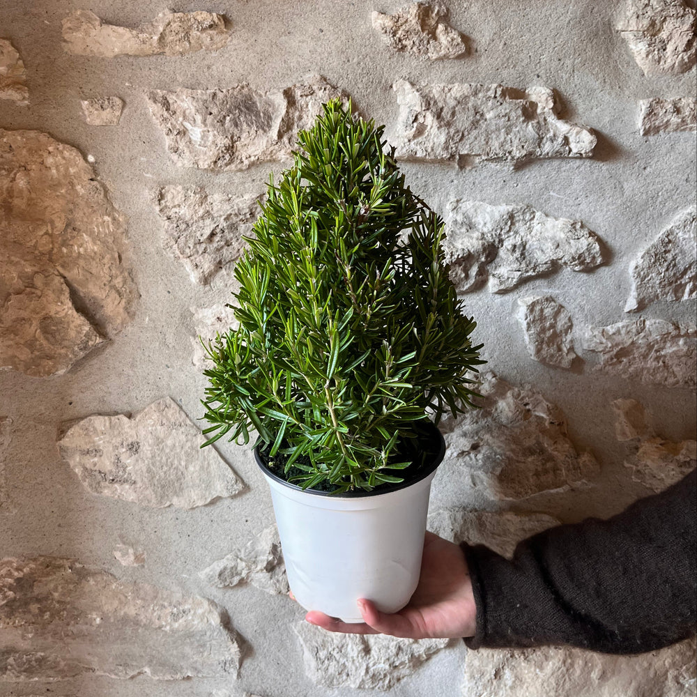 6" Rosemary Tree