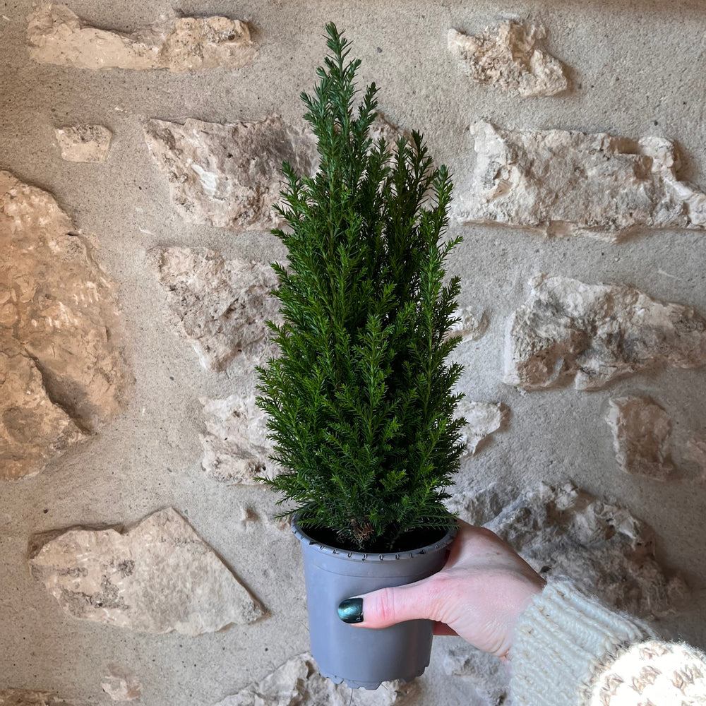 Green Cypress Tree - 4"