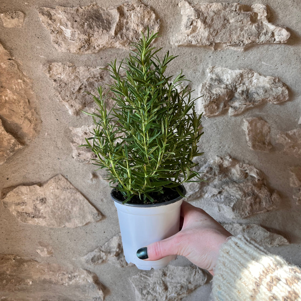 4" Rosemary Tree
