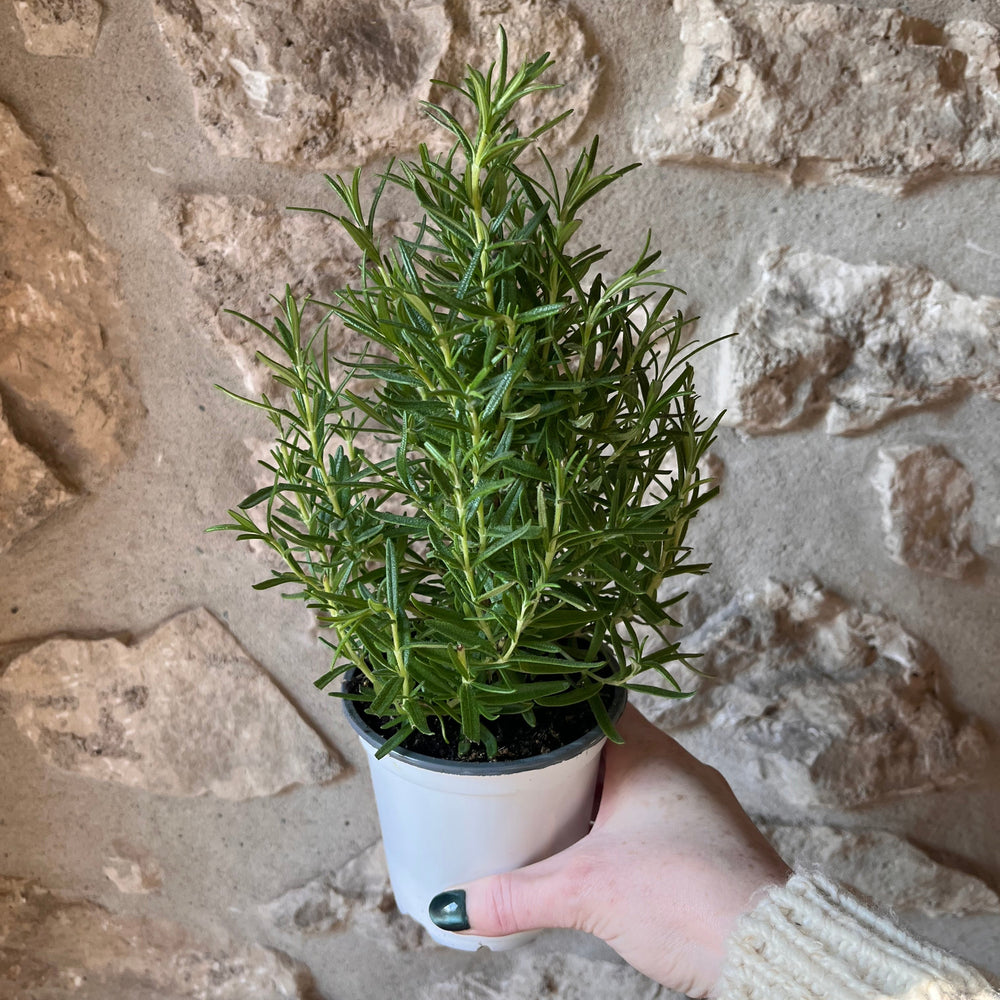 4" Rosemary Tree