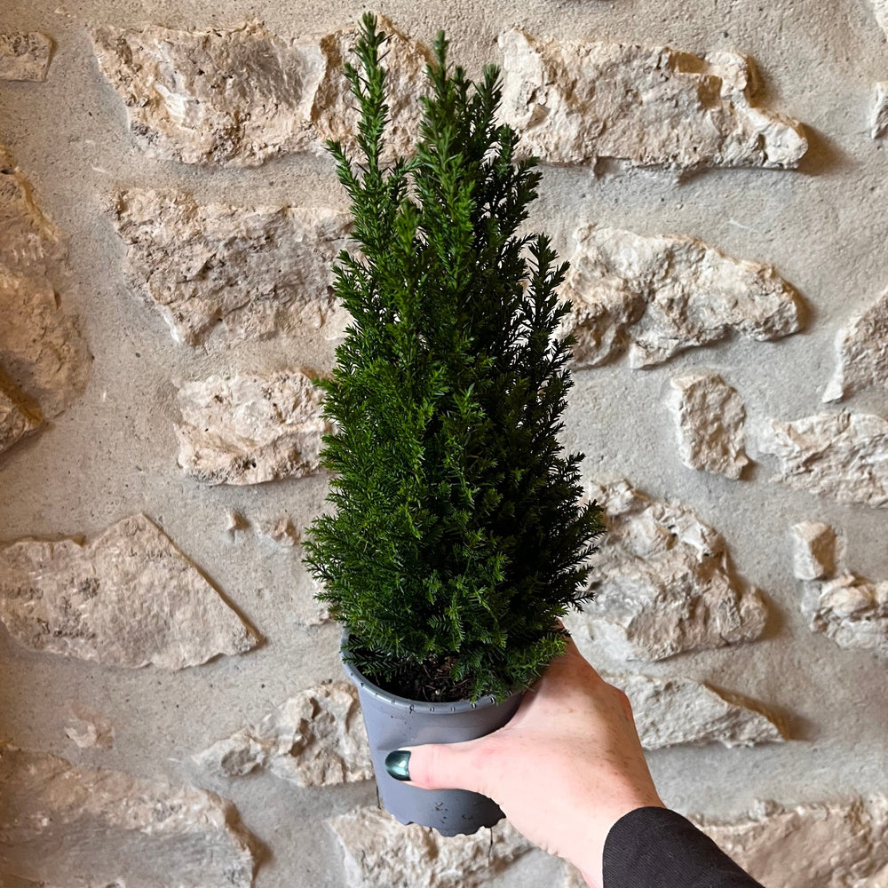 Green Cypress Tree - 4"