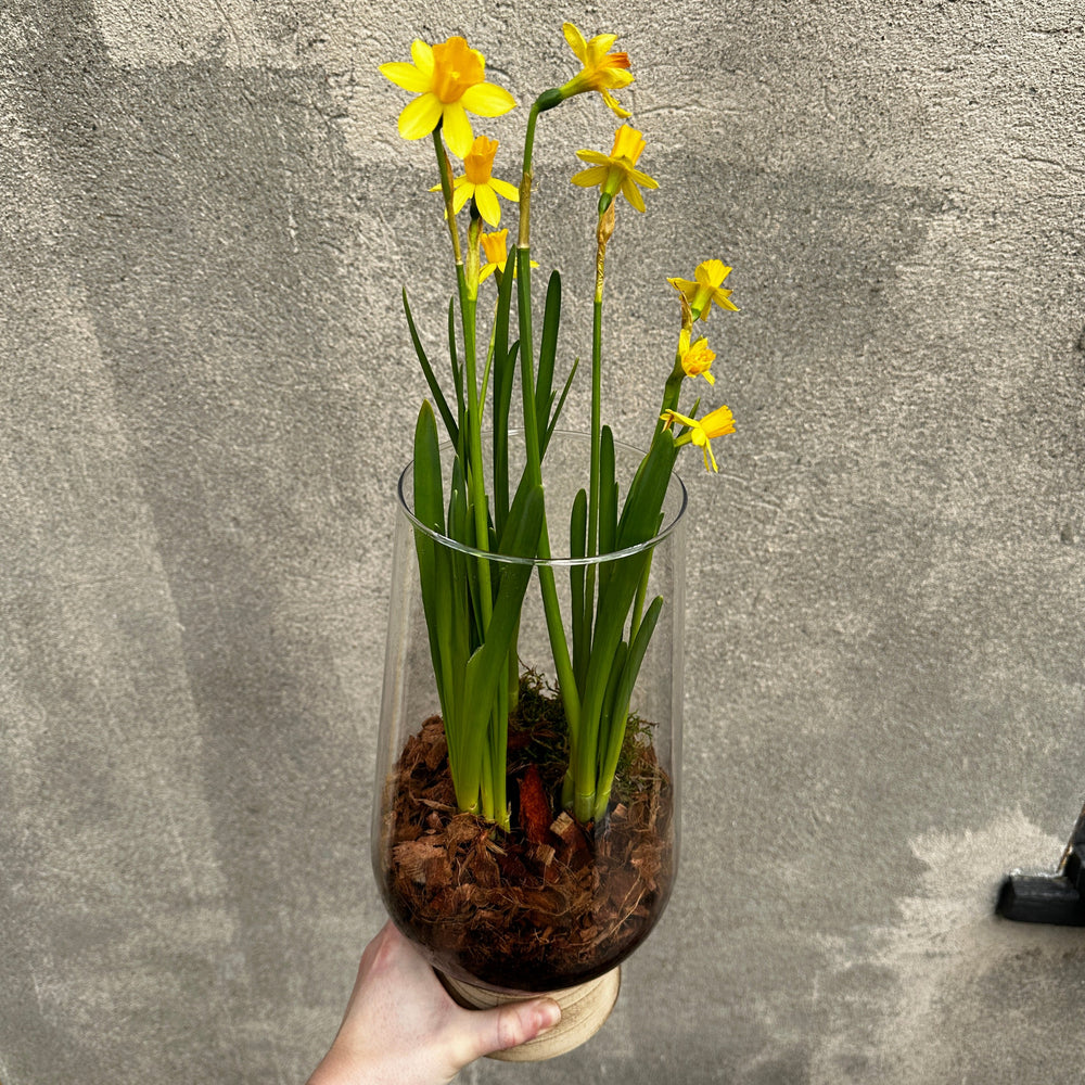 
            
                Load image into Gallery viewer, Daffodil Terrarium
            
        