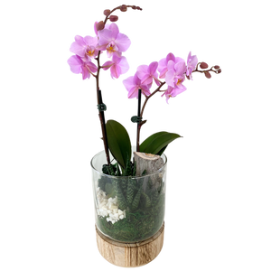 Orchid + Succulent Garden