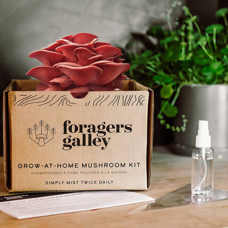 Pink Oyster Mushroom Grow-At-Home Kit β’ Foragers Galley β Sunday Blooms