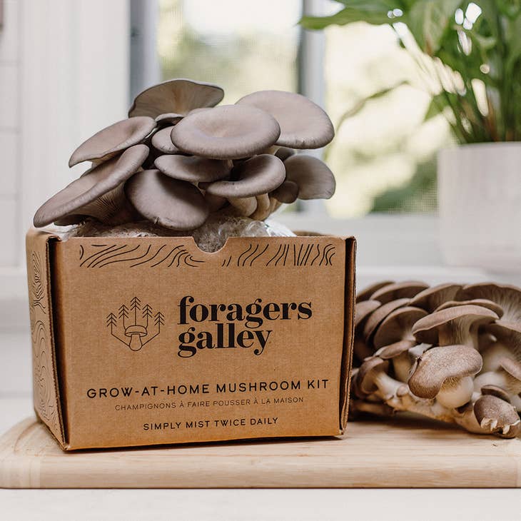 Blue Oyster Mushroom Grow-At-Home Kit • Foragers Galley