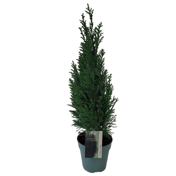 Green Cypress Tree - 4"