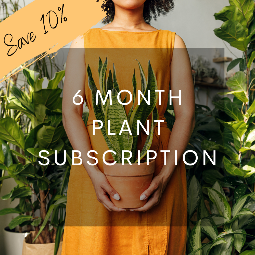 6 Month Plant Subscription