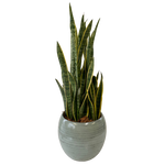 11” Potted Snake Plant