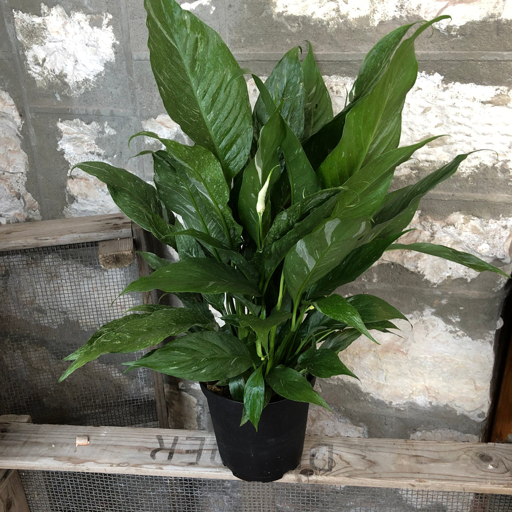 6" Peace Lily