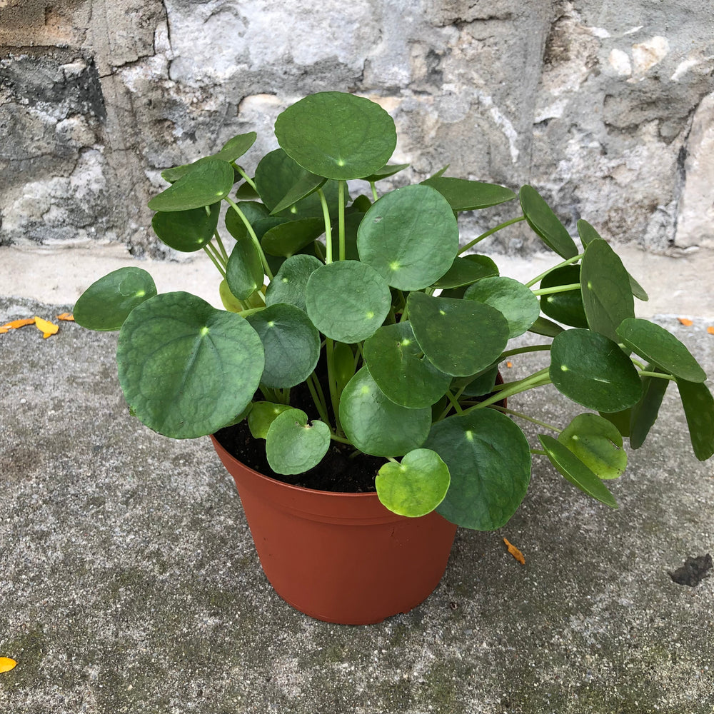 
            
                Load image into Gallery viewer, 6&amp;quot; Pilea Peperomioides
            
        