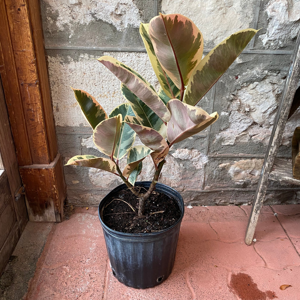 10” Rubber Plant - Ficus Elastica "Tineke"