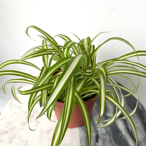 
            
                Load image into Gallery viewer, 4&amp;quot; Spider Plant
            
        