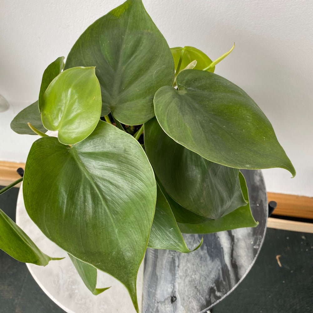 4" Heart Leaf Philodendron (Philodendron Cordatum)