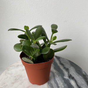 
            
                Load image into Gallery viewer, 4&amp;quot; Jade Plant
            
        
