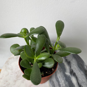
            
                Load image into Gallery viewer, 4&amp;quot; Jade Plant
            
        