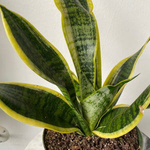 
            
                Load image into Gallery viewer, 6&amp;quot; Snake Plant Laurentii
            
        