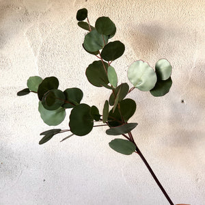 
            
                Load image into Gallery viewer, Eucalyptus Branch | Everlasting
            
        