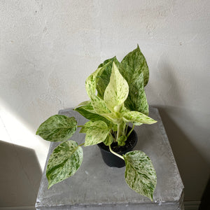 
            
                Load image into Gallery viewer, 4&amp;quot; Marble Queen Pothos
            
        