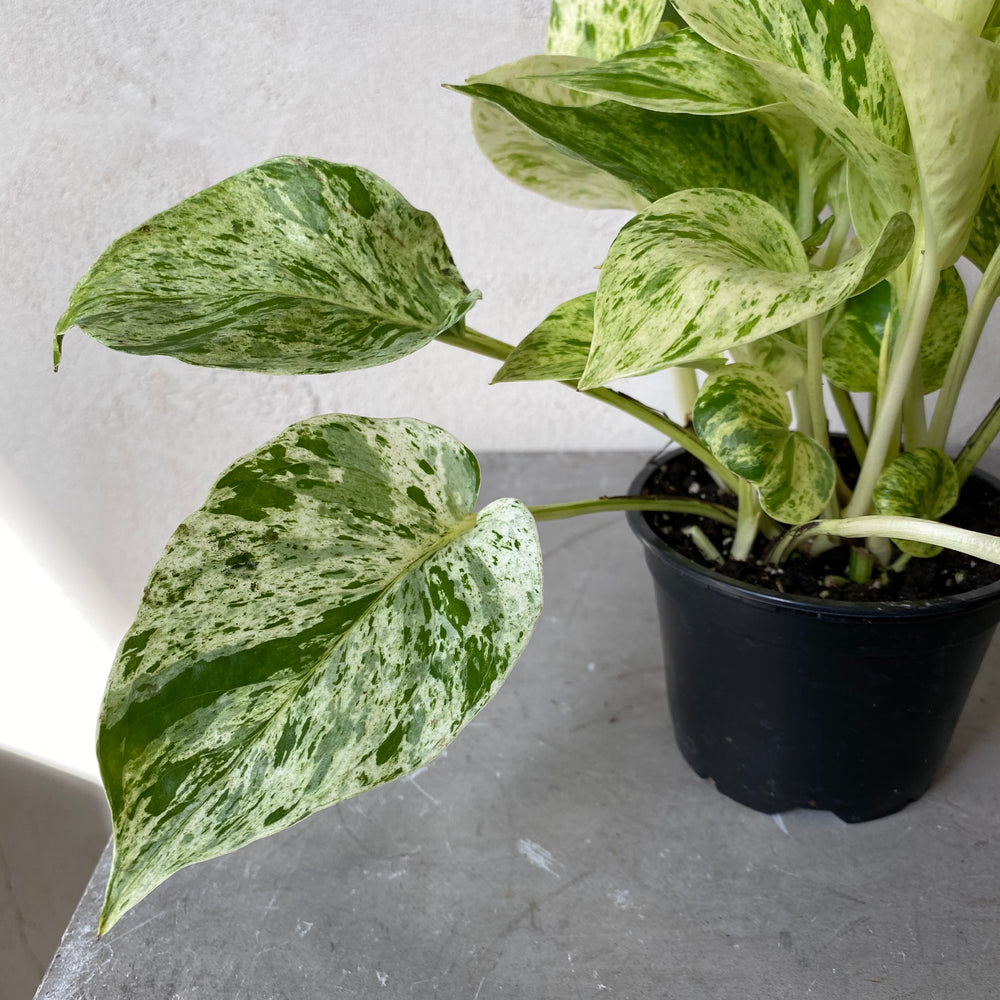 
            
                Load image into Gallery viewer, 4&amp;quot; Marble Queen Pothos
            
        
