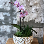 Orchid + Succulent Garden