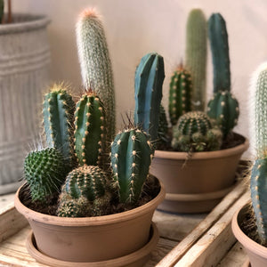 Indoor Cactus Garden