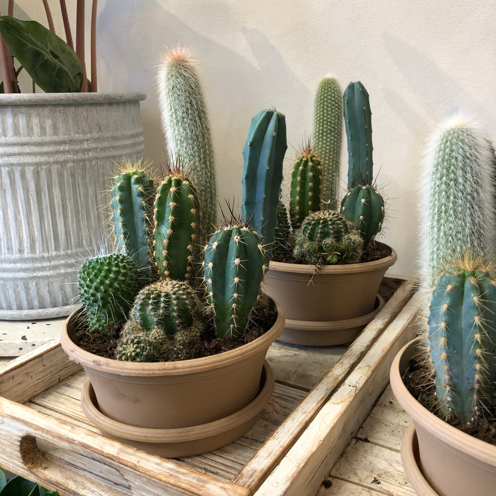 Indoor Cactus Garden
