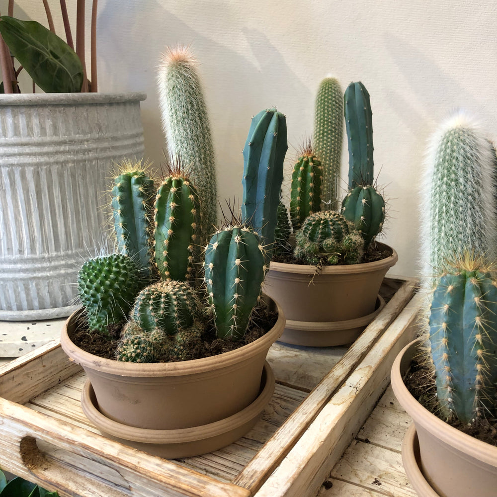 indoor cactus garden planter Indoor Cactus Garden – Sunday Blooms