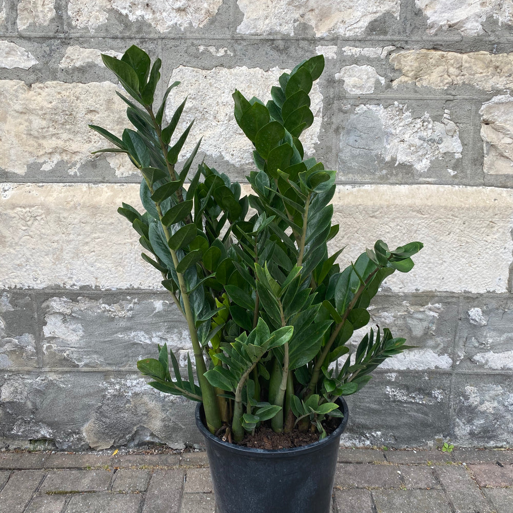 
            
                Load image into Gallery viewer, 14&amp;quot; Zamioculcas Zamiifolia (The ZZ Plant)
            
        