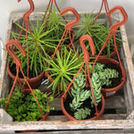 4" Assorted Succulent Hanging Basket