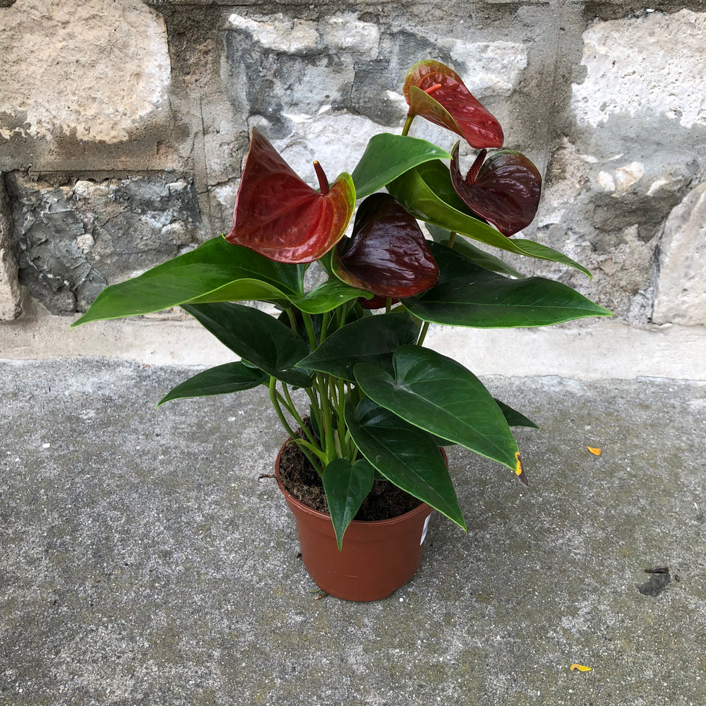 chocolate anthurium plant 6" Specialty Chocolate Anthurium – Sunday Blooms