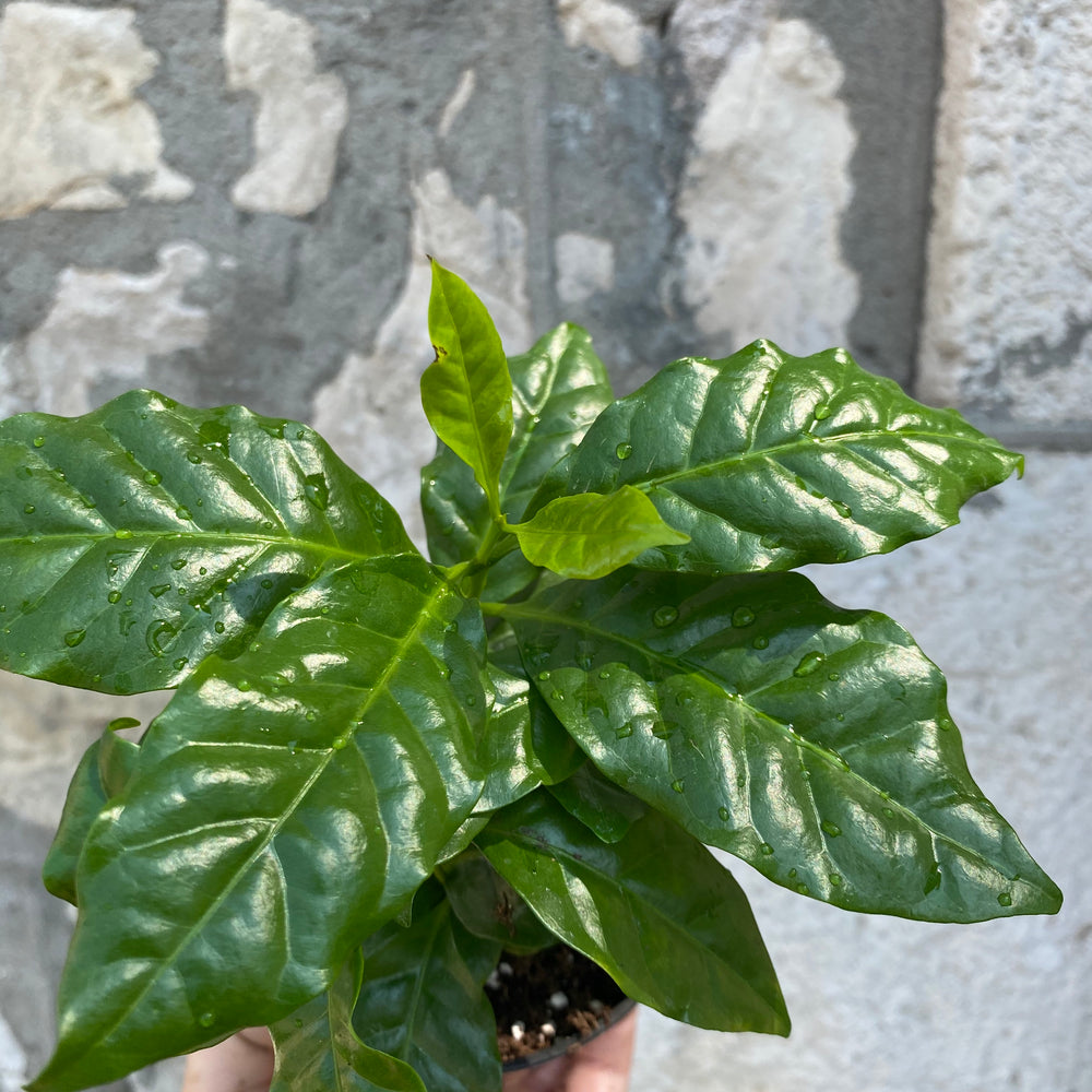 4" Coffee Plant