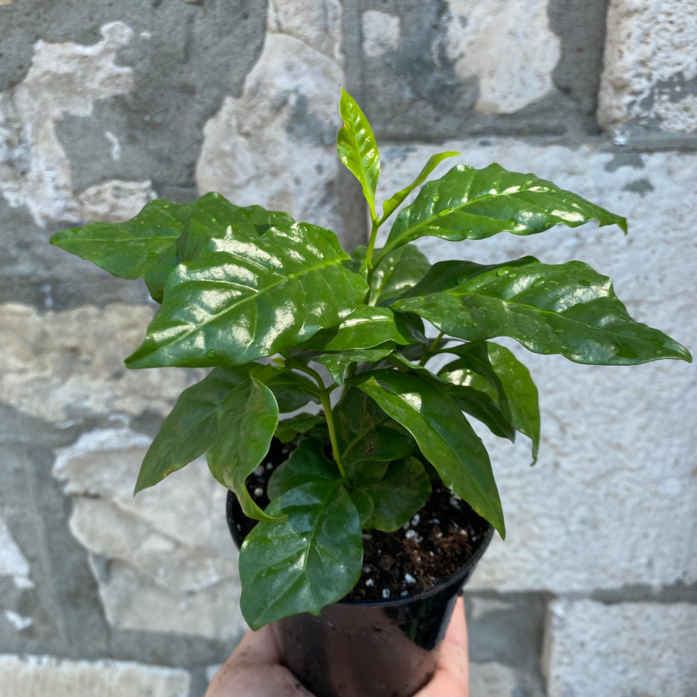 4" Coffee Plant