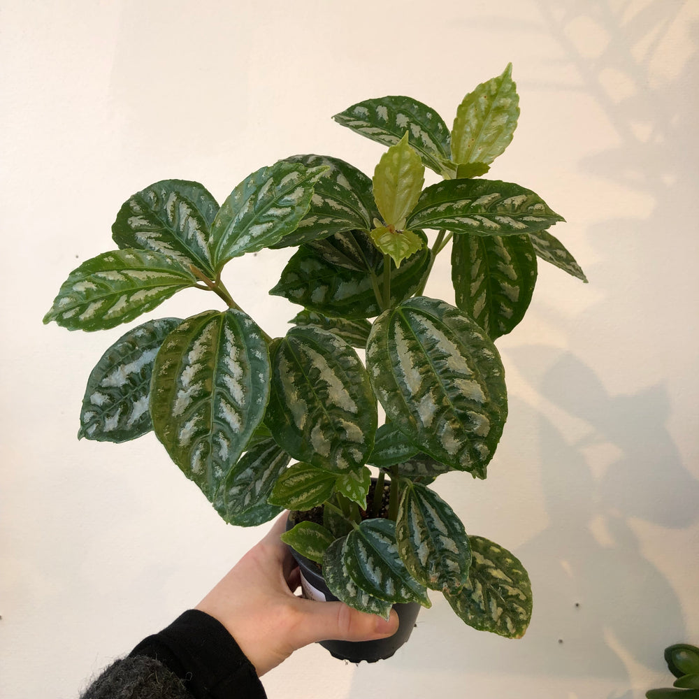 3.5" Pilea Aluminium