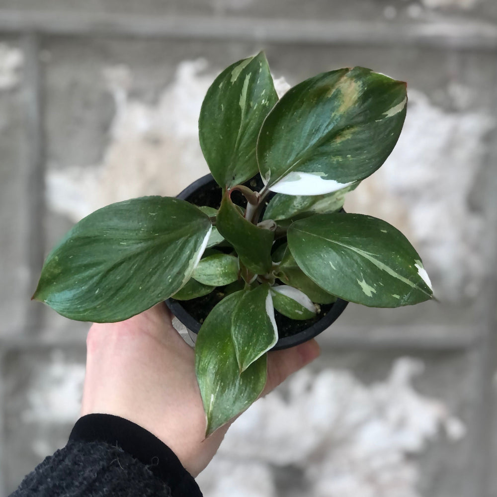 3.5" Philodendron White Knight