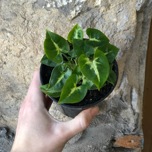 3.5" Assorted Syngonium (Arrowhead Plant)